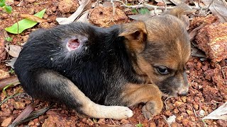 Puppies Rescued With Wound ampmaggots  help me [upl. by Faline117]