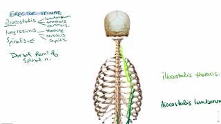 Erector spinae muscle [upl. by Ojibbob]