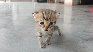 Cutest Newborn Baby kitten meowing trying to Walk [upl. by Aetnahc341]