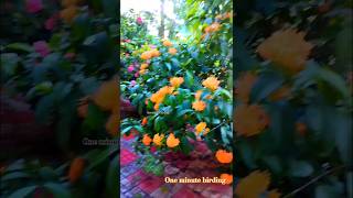 Ovvoru naalum ovvoru azhagil poothi nee kulinginai trending tamilsongyuvan gardentourgardening [upl. by Tarrah913]