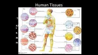 Histology Part I Intro amp Epithelium [upl. by Kreager550]