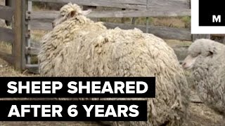 Sheep Finally Sheared After 6 Years of Being Lost in the Wilderness [upl. by Kore]