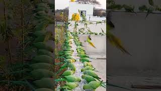 How to attract Parrots to your balcony  Indian Wild Parrots shorts [upl. by Edlihtam184]