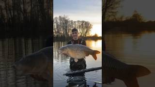 33lb  common carpbroadlands lakes Hampshirecarp fishing [upl. by Ebert]