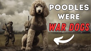 Poodle Facts 10 Interesting Things You Didnt Know [upl. by Hctim]