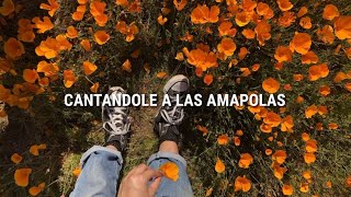 Leo Rizzi  Amapolas  Letra [upl. by Obadiah15]