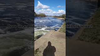 massive collingham weir river Trent barbel fishing 🎣😁👍 [upl. by Annaig]