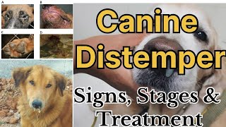 Canine Distemper in Dogs All stages with signs and possible treatment options by Dr Sk Mishra [upl. by Delgado]