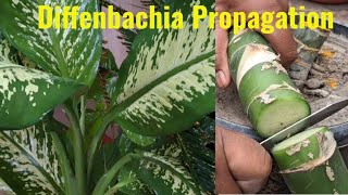 Simplest way to propagate Diffenbachia plant trending gardening [upl. by Eelah273]