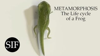 METAMORPHOSIS The Life cycle of a Frog [upl. by Analle]