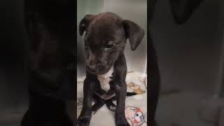 Precious Trembling Puppy Dumped At A Kill Shelter With A Deeply Deformed Eye STORY BELOW [upl. by Esmaria]