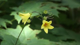 Kirengeshoma Palmata 宮尾登美子さんの小説「天涯の花」に登場する花・ キレンゲショウマ （4k） 高知県梼原町【百一草園】 [upl. by Joselyn]