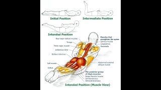 Unlocking the Power of Your Erector Spinae Strengthening and Function Explained [upl. by Ycnaffit]