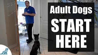 The First Steps For Training Your RescueRehomedAdult Dog [upl. by Curtice]