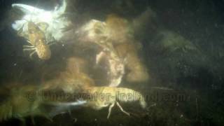 Freshwater crayfish feeding on a dead fish underwater Timelaps [upl. by Cirtap]