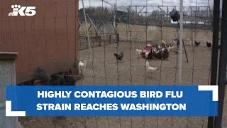 Highly contagious bird flu strain reaches western Washington [upl. by Aihsenot]