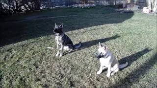 Lexie And Chino  Akita Shepherd Cross [upl. by Harrow545]