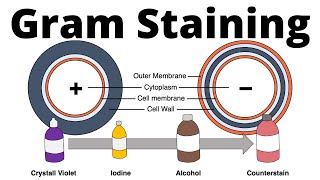 Gram positive and gram negative bacteria Gram Staining procedure explained [upl. by Jagir]