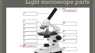 How to properly use a compound light microscope [upl. by Dody]