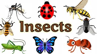 Insects name  Insects for kids Insects  Insects name in English  Names of insects  insects [upl. by Eenaej]