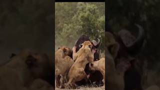 Gorilla vs Lion shorts lion fight [upl. by Dnaltroc225]