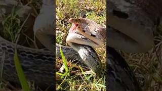 ATTACK BY A RATSNAKE shorts snakes attack [upl. by Bowyer]