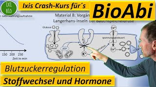 Typische Abituraufgabe Interpretieren eines Materials Regulation des Blutzuckers BioAbi 2023 [upl. by Seira172]