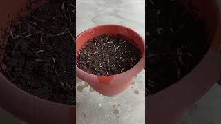 How to grow marigold plant from seed 🪴 marigold marigoldgarden [upl. by Aryaz399]