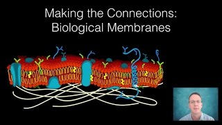 Biological Membranes  Making the Connections [upl. by Ailis]