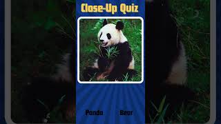 Guess the Animal by CloseUp Picture  Fun Animal Quiz Challenge  Animal Quiz [upl. by Bocock]