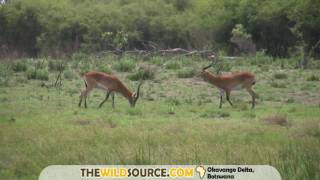 Red Lechwe male aggression displays [upl. by Cynara]