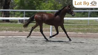 Lot 89 Follow The Stars  Rangann filly Medowie Lodge Nutrien Equine Sydney March 810 [upl. by Nordin953]