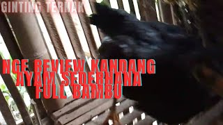 kandang ayam kampung dari bambufypyoutube ayam peternakanayam kandangayam trending [upl. by Ahsircal]