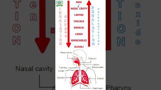 Inhalation and Exhalation Process Respiratory system [upl. by Eelyme946]