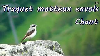 TRAQUET MOTTEUX qui chante [upl. by Berners769]