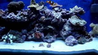 DIY 30g Nano Reef Aquarium Setup Week 6 [upl. by Gylys748]