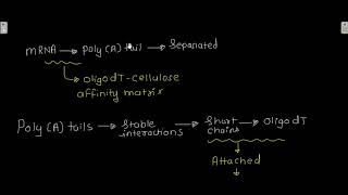 Affinity chromatography [upl. by Diarmuid]