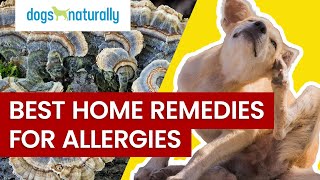 Best Home Remedies For Dog Allergies [upl. by Leugim463]