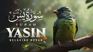 Surah Yasin Yaseen سورة يس  Most Peaceful Recitation  NOOR [upl. by Elana]