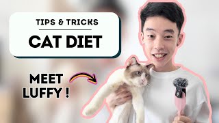 Whats the PURRfect Daily Diet for Your Cat WhatHow Often to Feed [upl. by Nived]