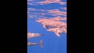 Delfines mulares Tursiops truncatus [upl. by Baynebridge]