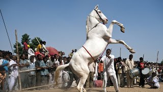 Devnarayan Jayanti 2024  Horse dance Bundi jayanti 2024  BM Music Rajasthan [upl. by Sivrep]