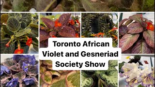 The Toronto African Violet and Gesneriad Society  Show Tables [upl. by Einallem]