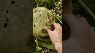 puffball mushroom [upl. by Luehrmann]