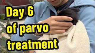 Part 12 Day 6 of parvo treatment Parvo puppies Parvovirus treatment [upl. by Ytirev]