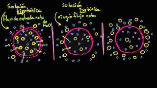 Soluciones hipotónicas isotónicas e hipertónicas tonicidad  Biología  Khan Academy en Español [upl. by Zzabahs]