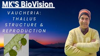 Vaucheria Thallus Structure amp Reproduction BSc Part 1 Botany [upl. by Weber]