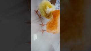 Cleaning time🐥shortfeed shorts viralvideo [upl. by Ydarb]