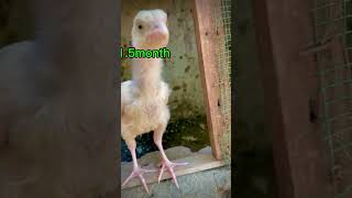 Egg from 7days chick growth 9 month funny shorts youtubeshorts foryou viralshorts chicken  tre [upl. by Egin]