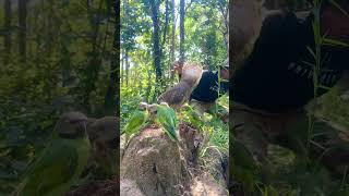 A man see eagle and parrot on a small hill at the forest part 01 aewaite oldmanofthemountain [upl. by Ilat]